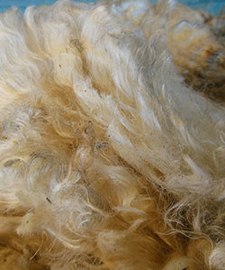 Wyncrest Fleeces