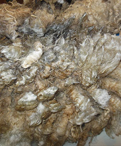 Wyncrest Fleeces
