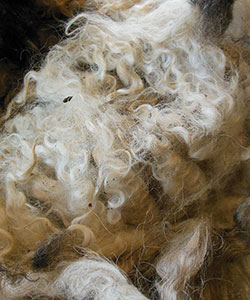 Wyncrest Fleeces