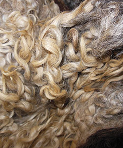 Wyncrest Fleeces