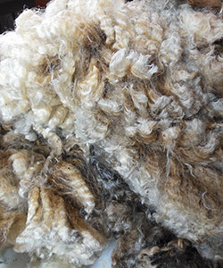 Wyncrest Fleeces