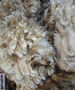 Wyncrest Fleeces