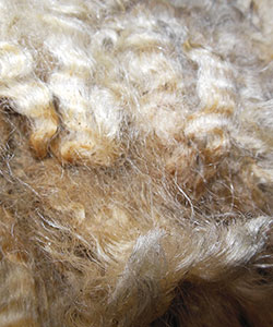 Wyncrest Fleeces