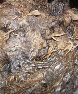 Wyncrest Fleeces