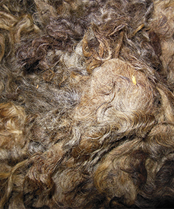 Wyncrest Fleeces