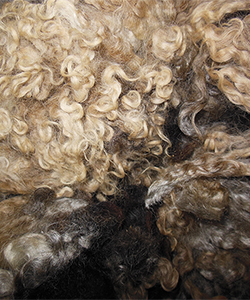 Wyncrest Fleeces