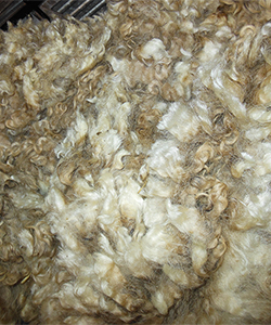 Wyncrest Fleeces