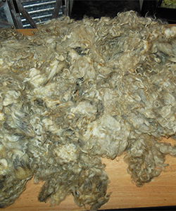 Wyncrest Fleeces
