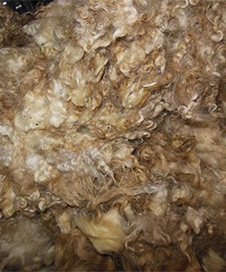 Wyncrest Fleeces