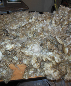 Wyncrest Fleeces
