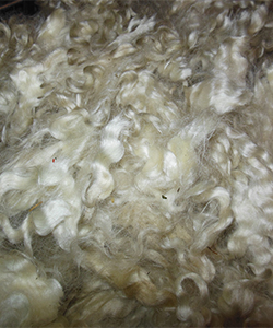 Wyncrest Fleeces