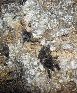 Wyncrest Fleeces