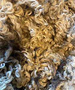 Wyncrest Fleeces