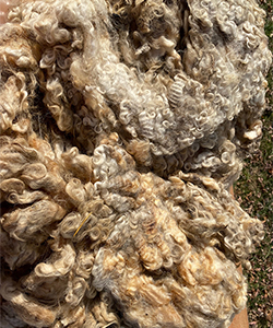 Wyncrest Fleeces
