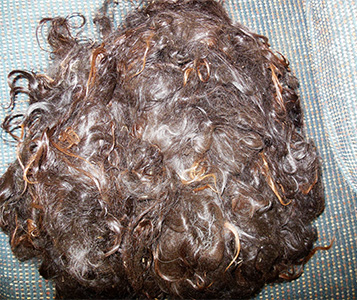 Llama Fleece