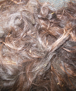 Black Llama Fleece