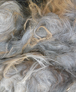 Gray Llama Fleece
