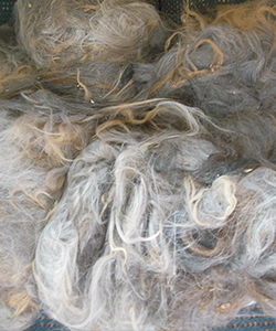 Gray Llama Fleece