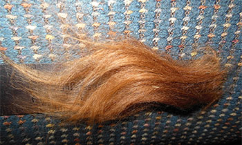 Llama Fleece