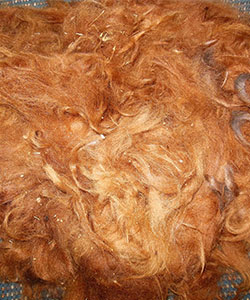Llama Fleece