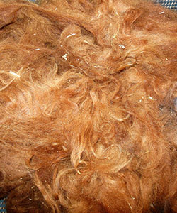 Llama Fleece