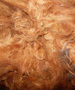 Llama Fleece