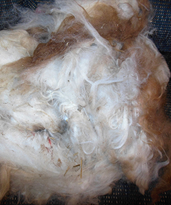 Llama Fleece