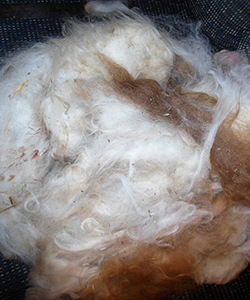 Llama Fleece