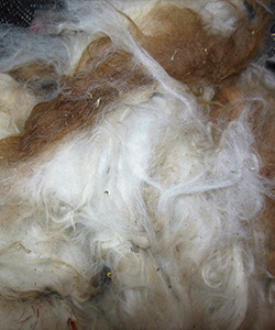 Llama Fleece